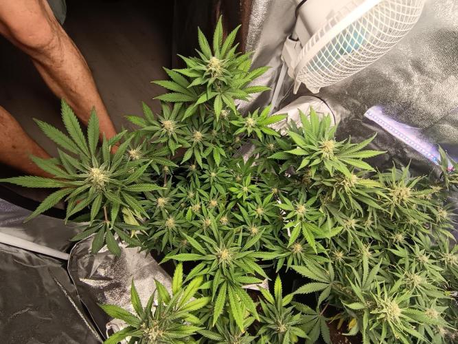 The begening 100w teuto led. Week 15