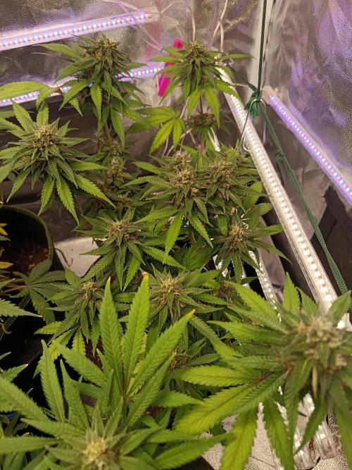 The begening 100w teuto led. Week 15