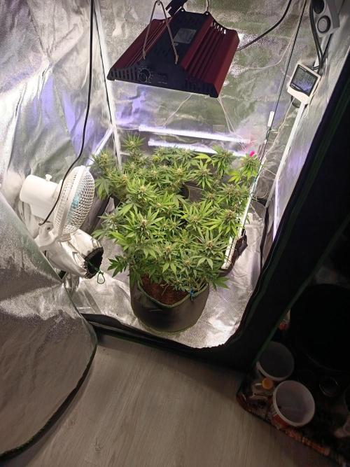 The begening 100w teuto led. Week 15