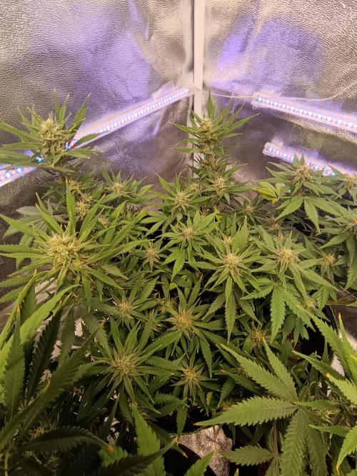 The begening 100w teuto led. Week 15