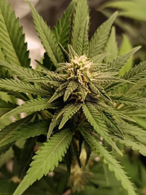 The begening 100w teuto led. Week 15