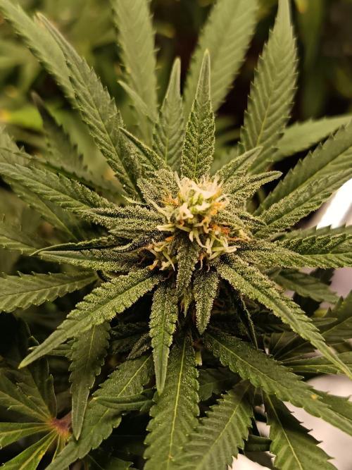 The begening 100w teuto led. Week 15