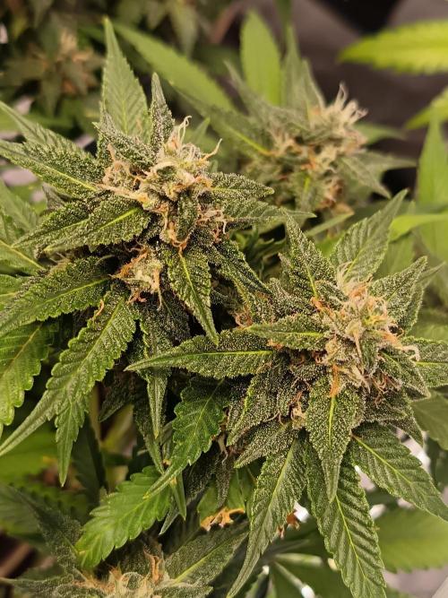 The begening 100w teuto led. Week 15