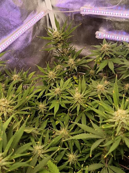 The begening 100w teuto led. Week 15