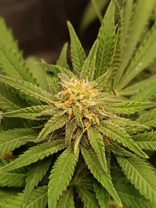 The begening 100w teuto led. Week 15