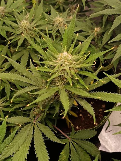 The begening 100w teuto led. Week 15