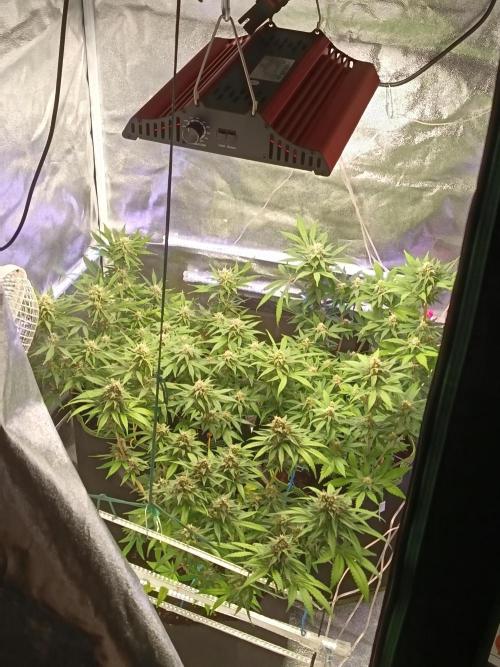 The begening 100w teuto led. Week 15