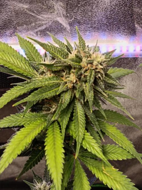 The begening 100w teuto led. Week 15
