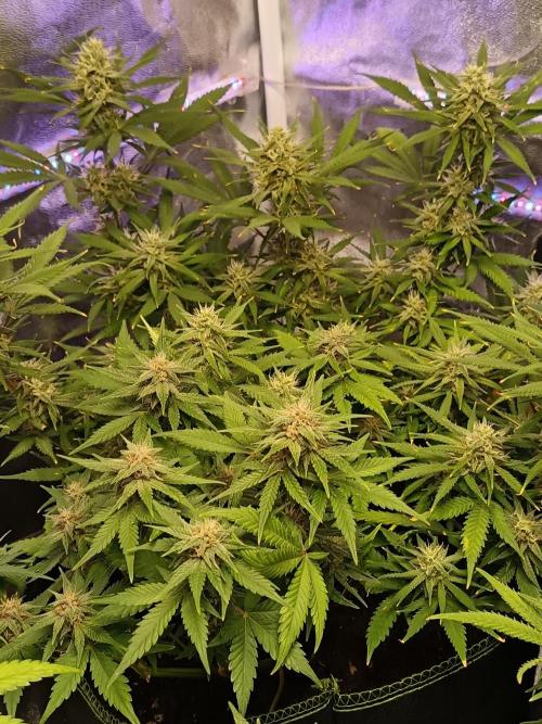 The begening 100w teuto led. Week 15