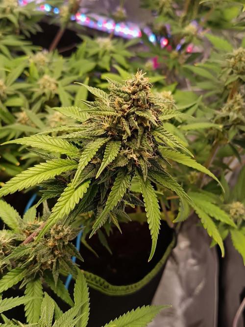The begening 100w teuto led. Week 15