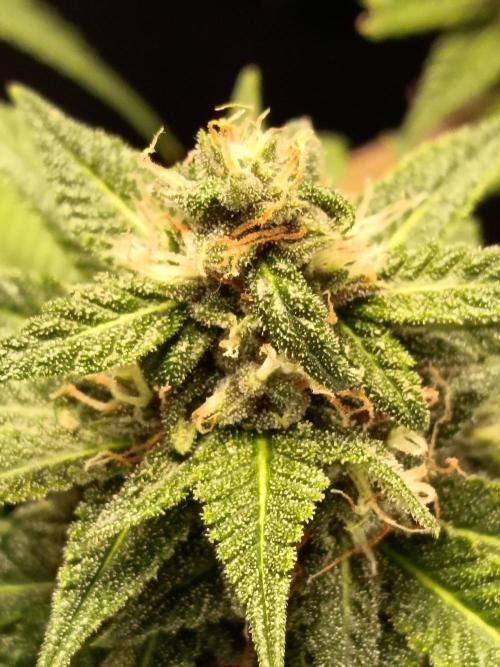 The begening 100w teuto led. Week 15