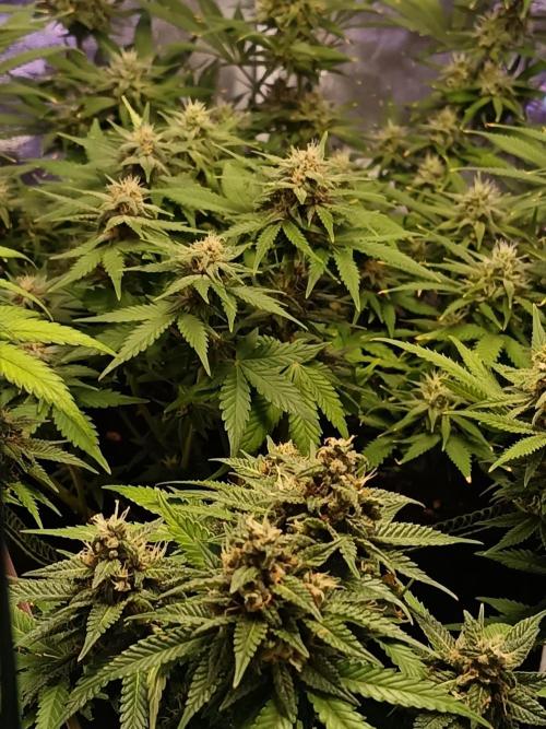 The begening 100w teuto led. Week 15