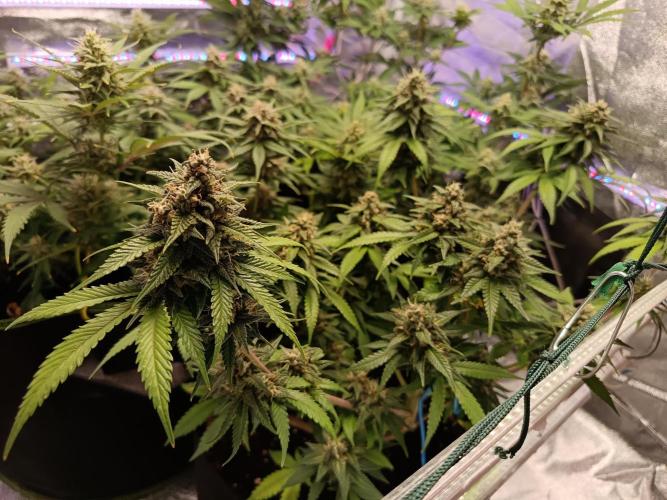 The begening 100w teuto led. Week 15
