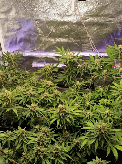 The begening 100w teuto led. Week 15