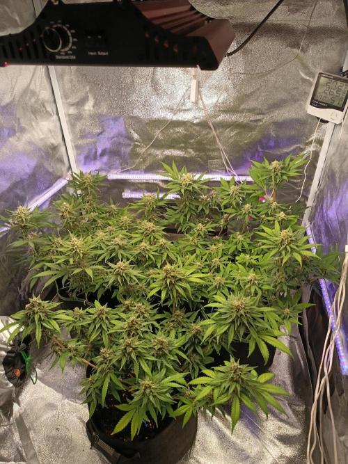 The begening 100w teuto led. Week 15