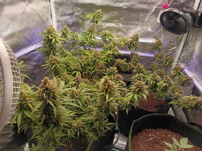 The begening 100w teuto led. Week 16