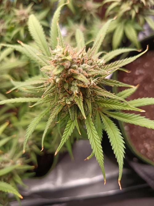 The begening 100w teuto led. Week 16