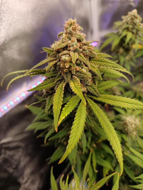 The begening 100w teuto led. Week 16