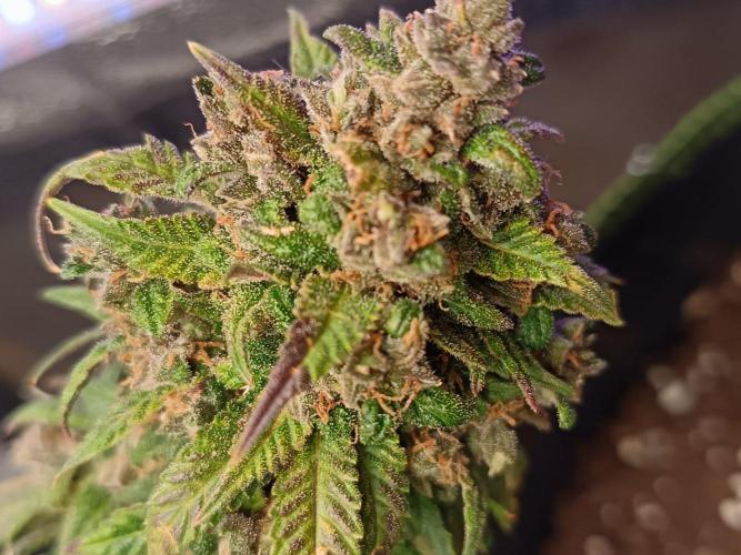 The begening 100w teuto led. Week 16
