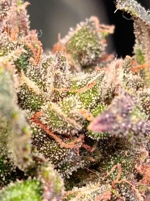 The begening 100w teuto led. Week 16