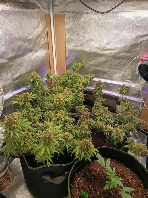 The begening 100w teuto led. Week 16