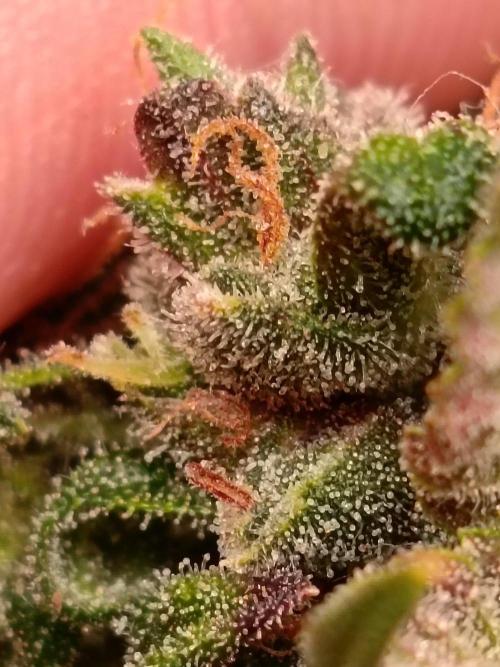 The begening 100w teuto led. Week 16