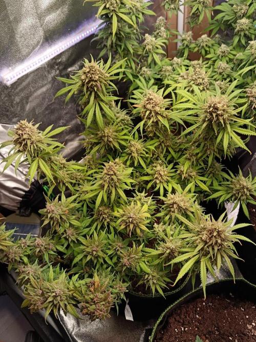 The begening 100w teuto led. Week 16