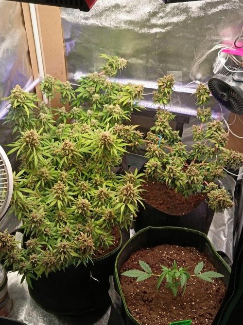 The begening 100w teuto led. Week 16
