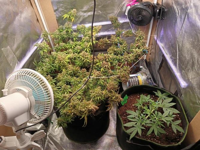 The begening 100w teuto led. Week 17