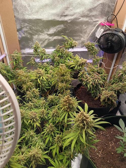 The begening 100w teuto led. Week 17