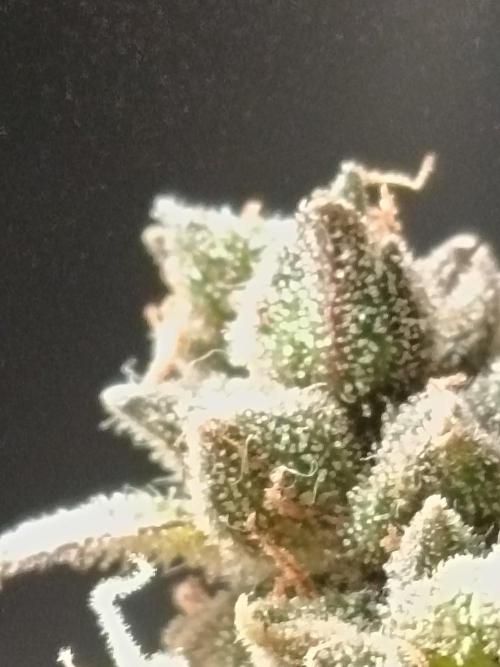 The begening 100w teuto led. Week 17