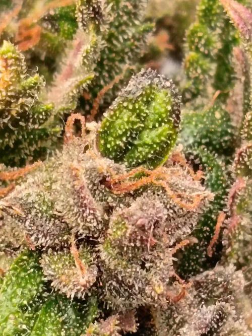 The begening 100w teuto led. Week 17