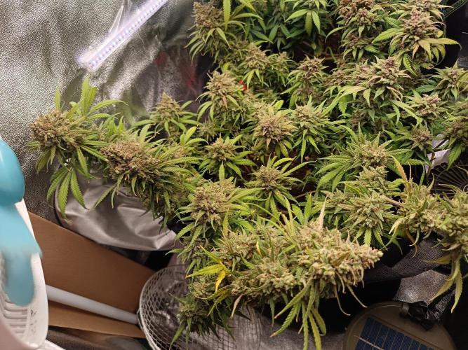 The begening 100w teuto led. Week 17