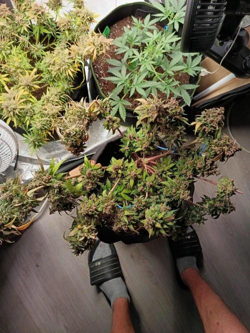 The begening 100w teuto led. Week 17