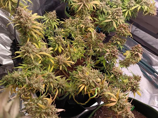 The begening 100w teuto led. Week 17