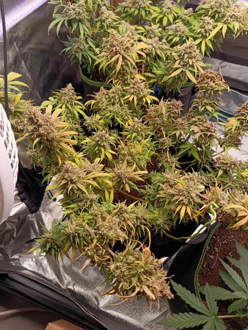 The begening 100w teuto led. Week 17