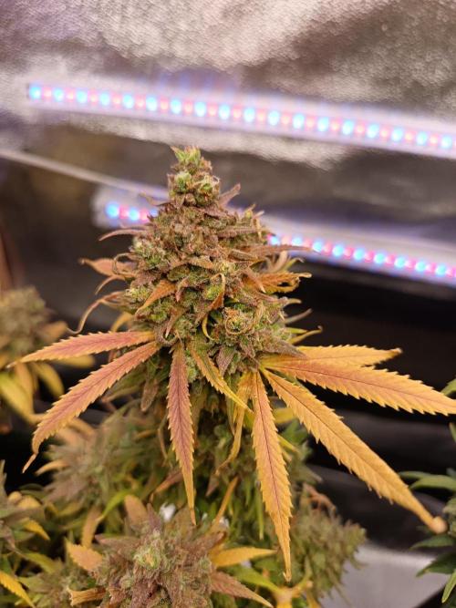The begening 100w teuto led. Week 17