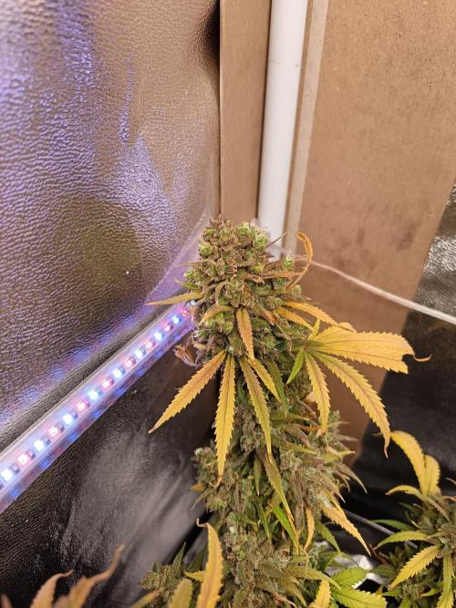 The begening 100w teuto led. Week 17