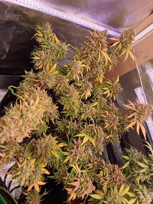 The begening 100w teuto led. Week 17
