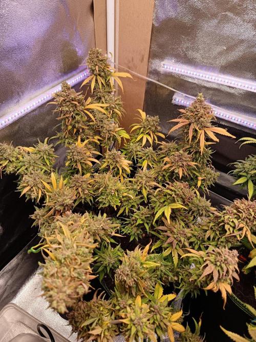 The begening 100w teuto led. Week 17