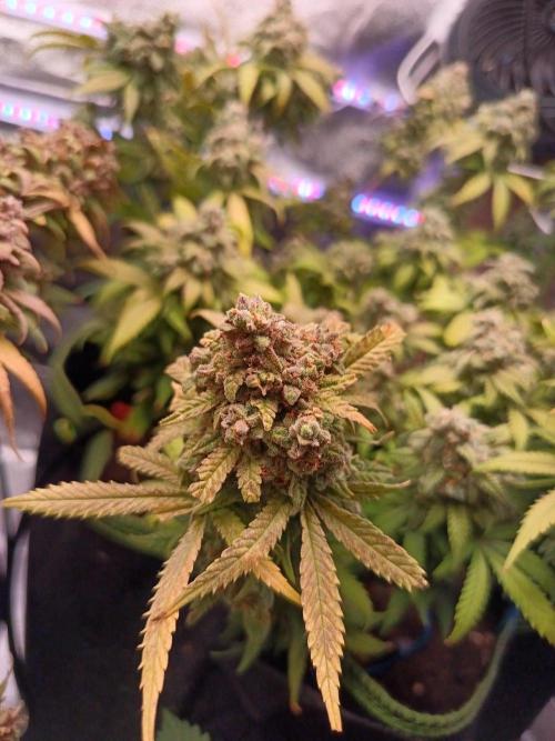 The begening 100w teuto led. Week 17