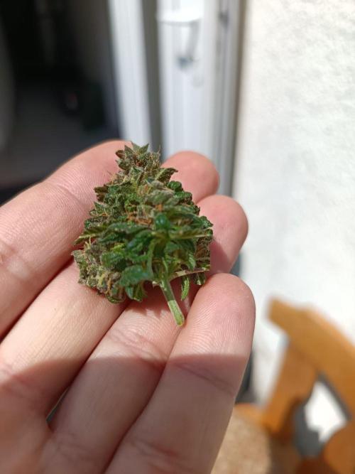 The begening 100w teuto led. Week 17