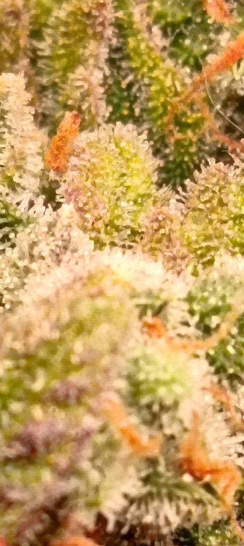 The begening 100w teuto led. Week 17