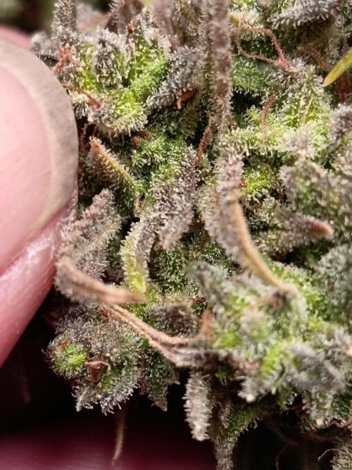 The begening 100w teuto led. Week 17