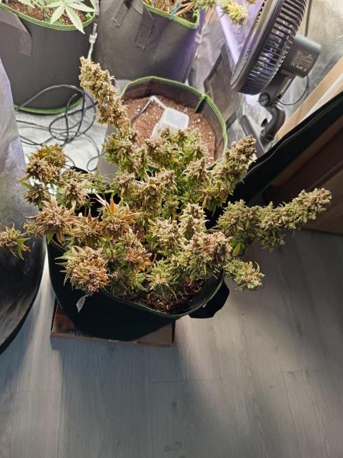 The begening 100w teuto led. Week 17