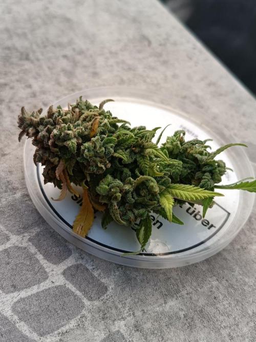 The begening 100w teuto led. Week 18