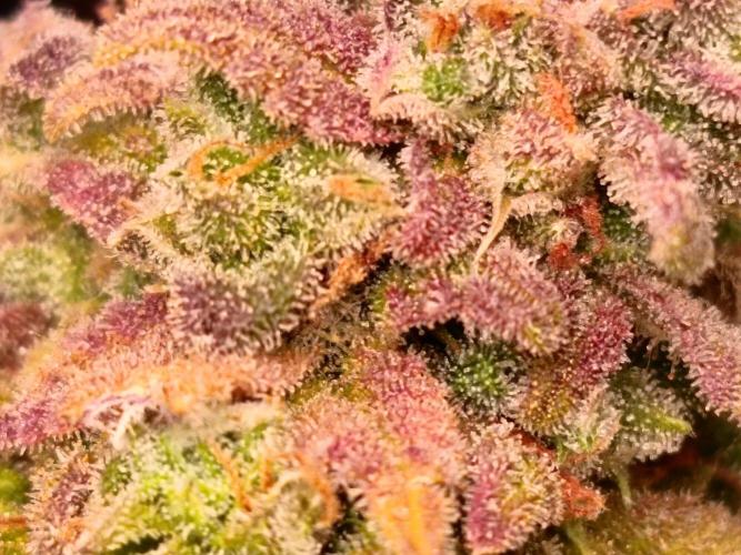 The begening 100w teuto led. Week 18