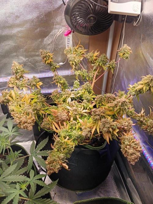 The begening 100w teuto led. Week 18