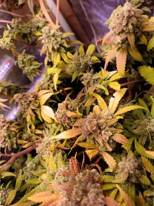 The begening 100w teuto led. Week 18