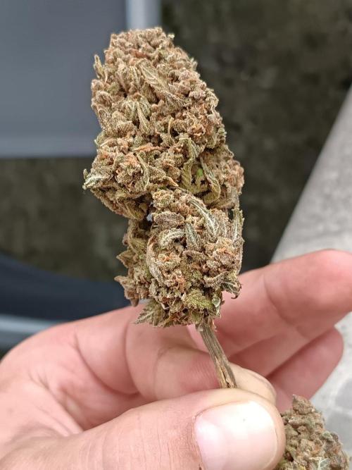 The begening 100w teuto led. Week 18